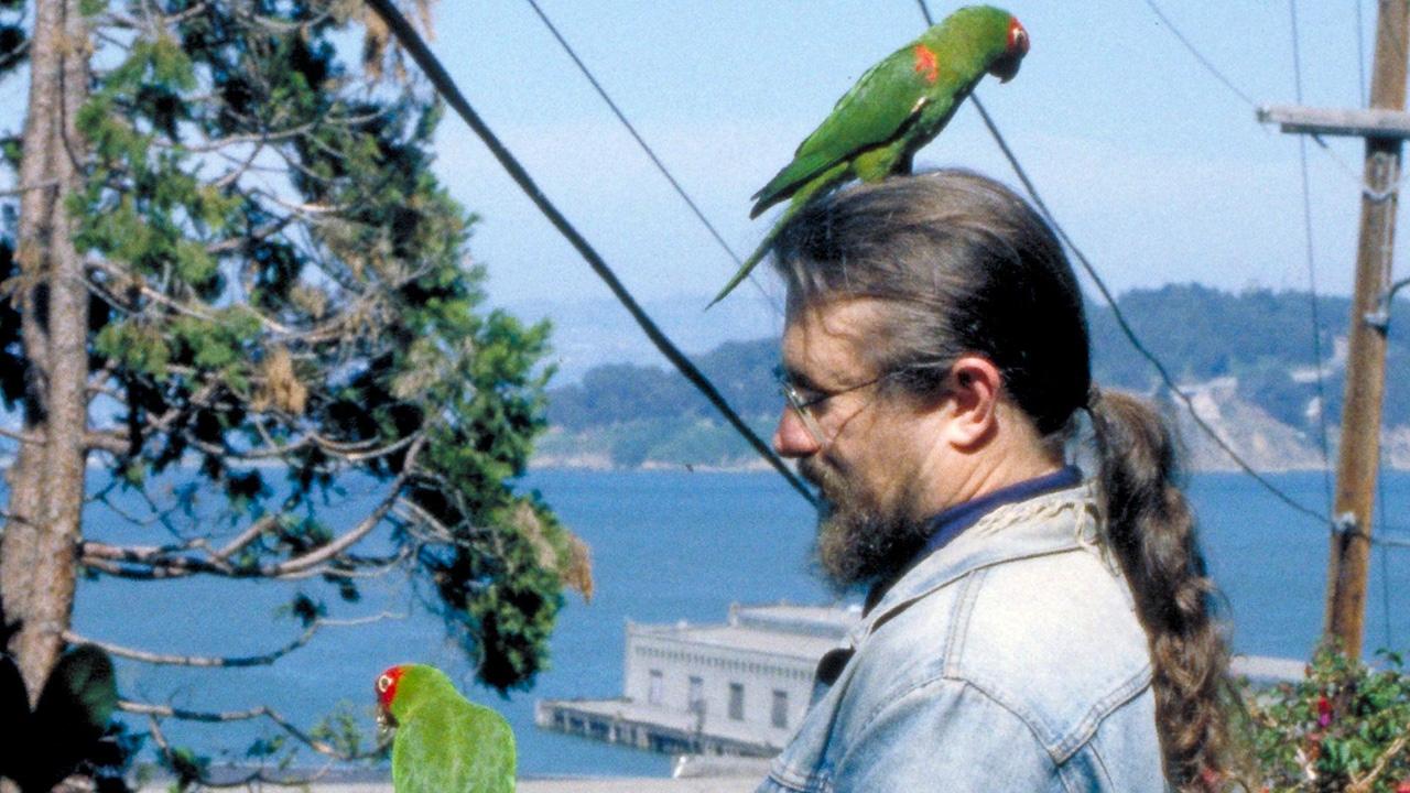 The Wild Parrots of Telegraph Hill|The Wild Parrots of Telegraph Hill