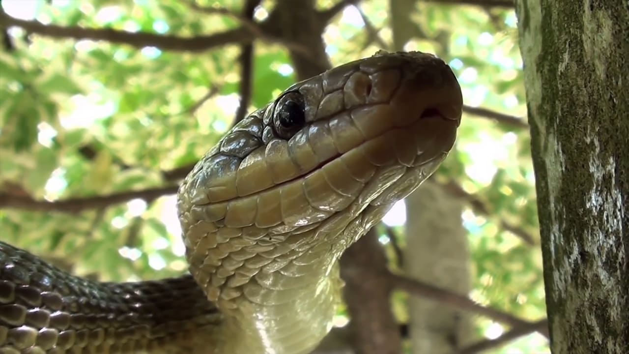 The Secret Life of Snakes|The Secret Life of Snakes