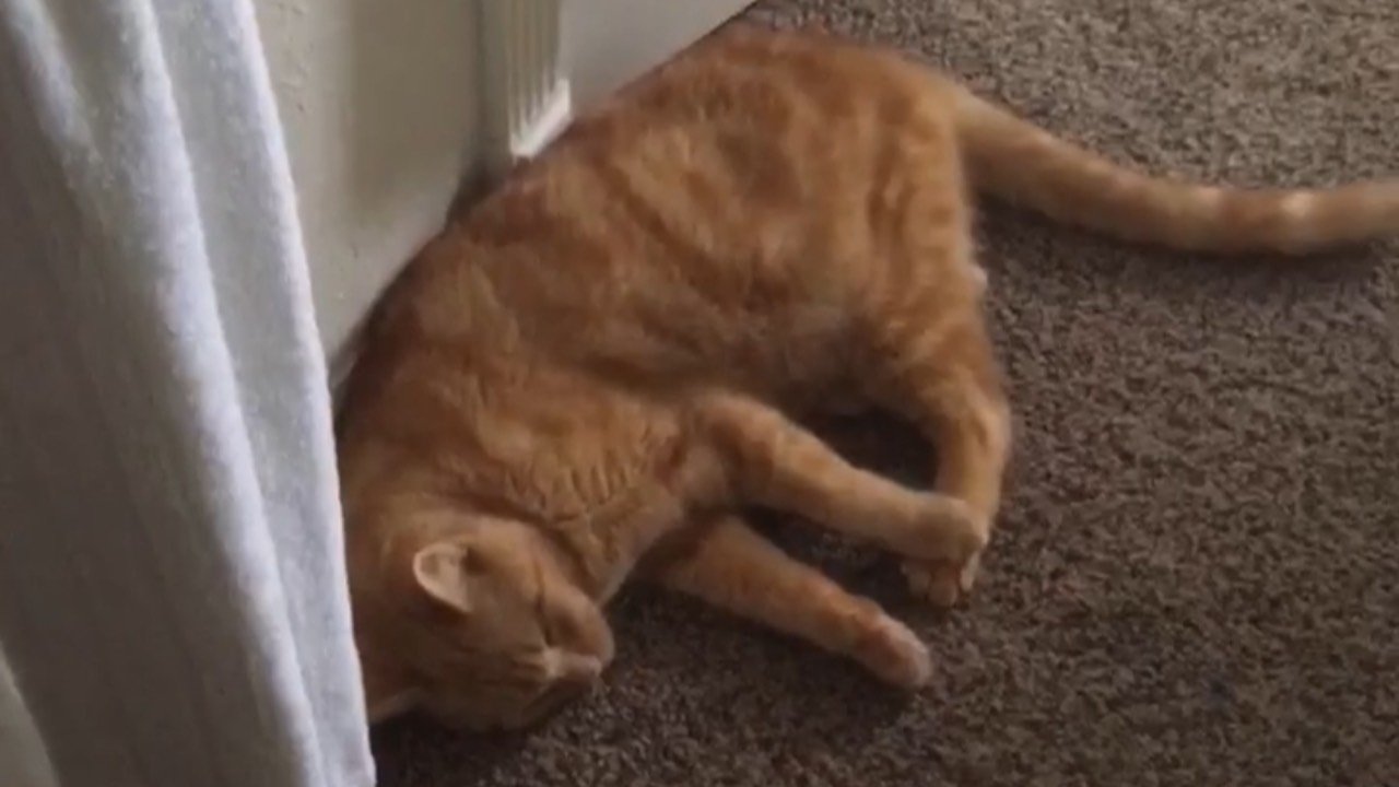 The Adventures of Murphy the Cat #3|The Adventures of Murphy the Cat #3
