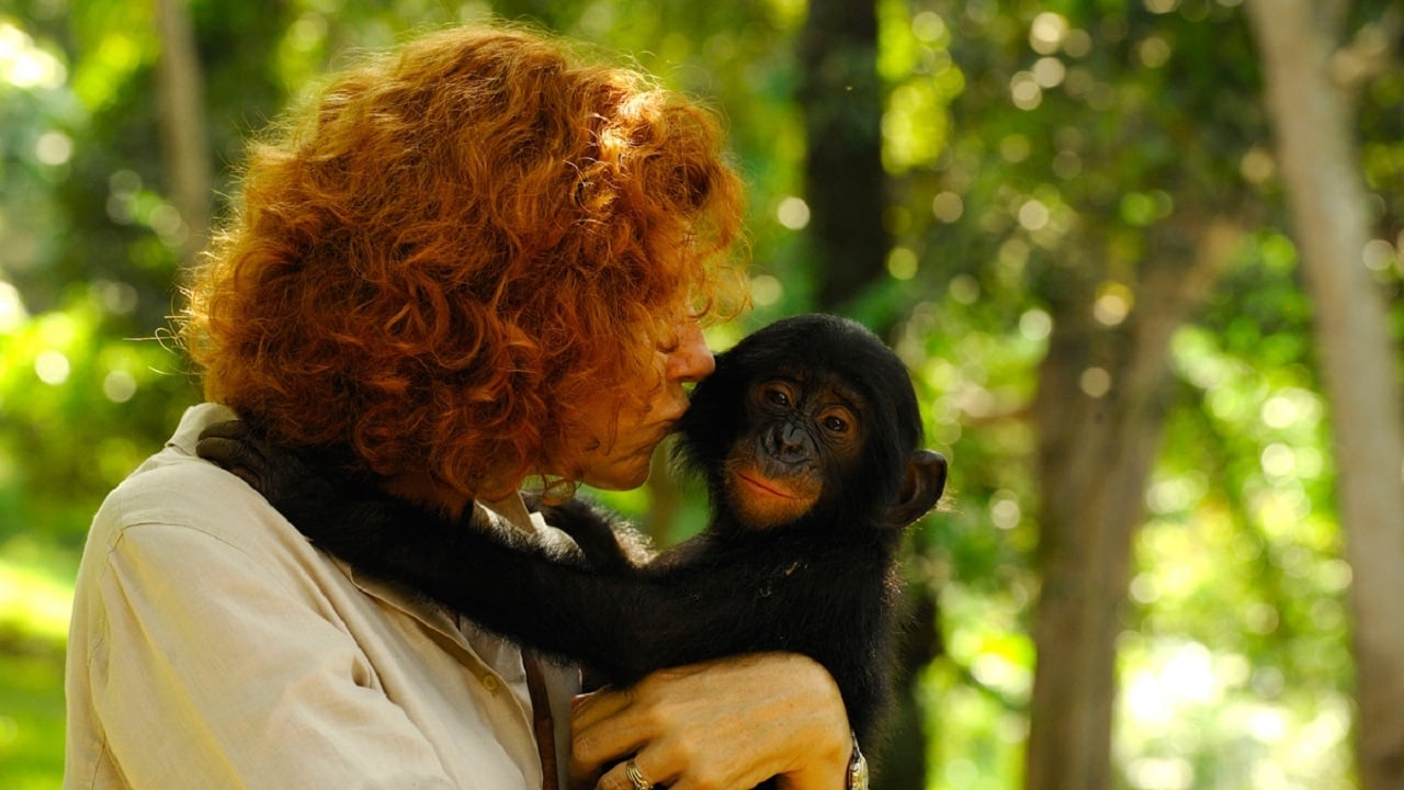 Bonobos|Bonobos