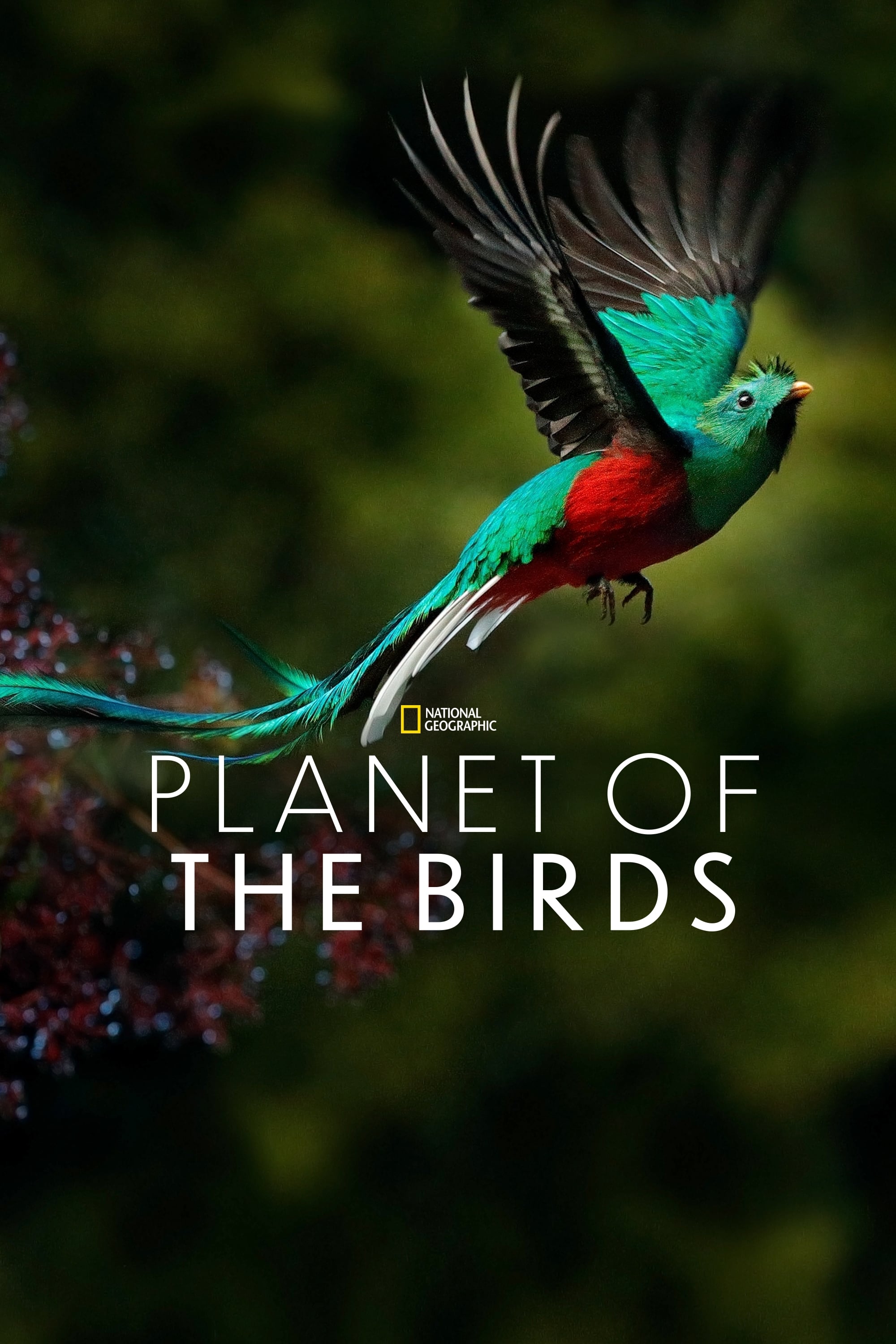 Planet of the Birds | Planet of the Birds