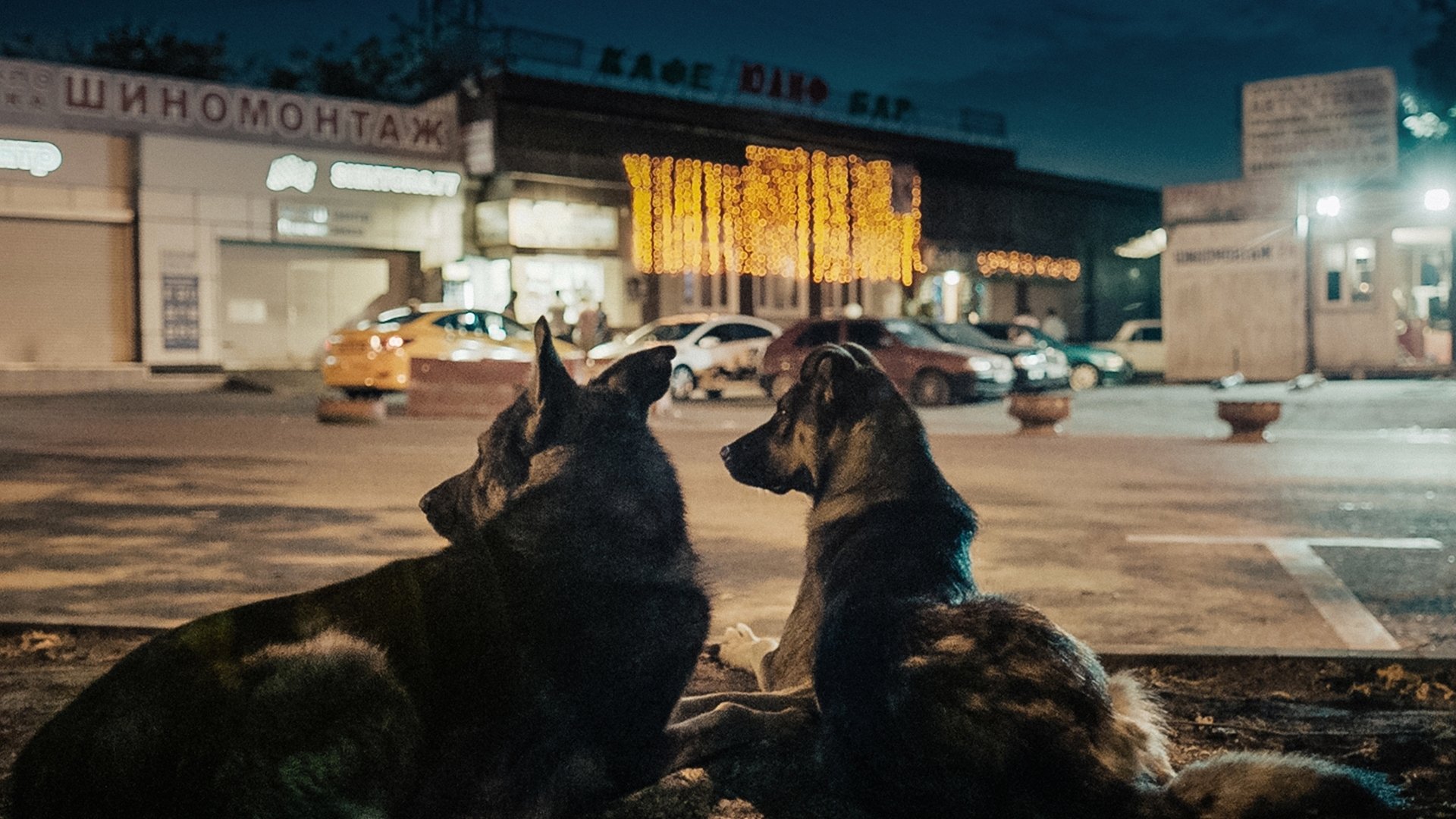 Space Dogs|Space Dogs