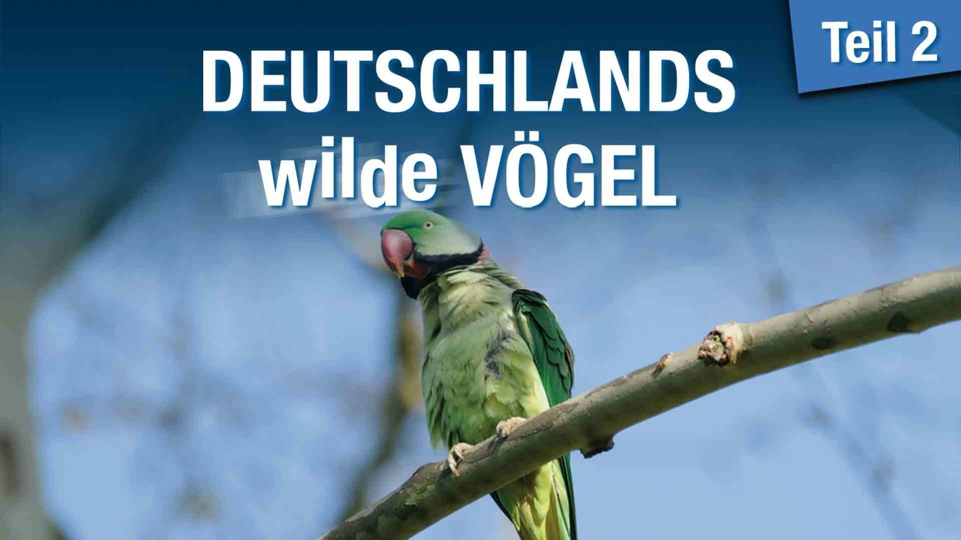 Deutschlands Wilde Vögel 2|Deutschlands Wilde Vögel 2