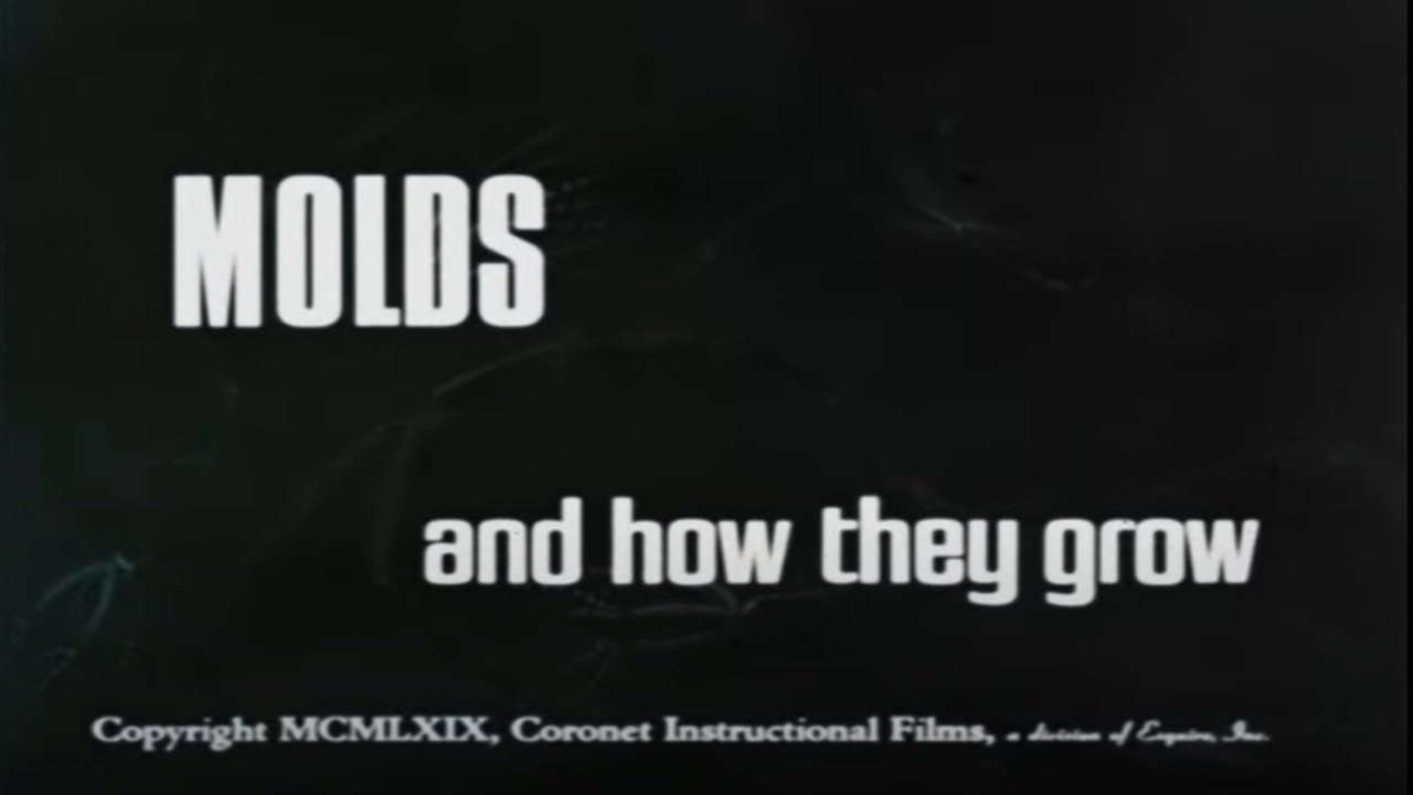 Molds and How They Grow|Molds and How They Grow