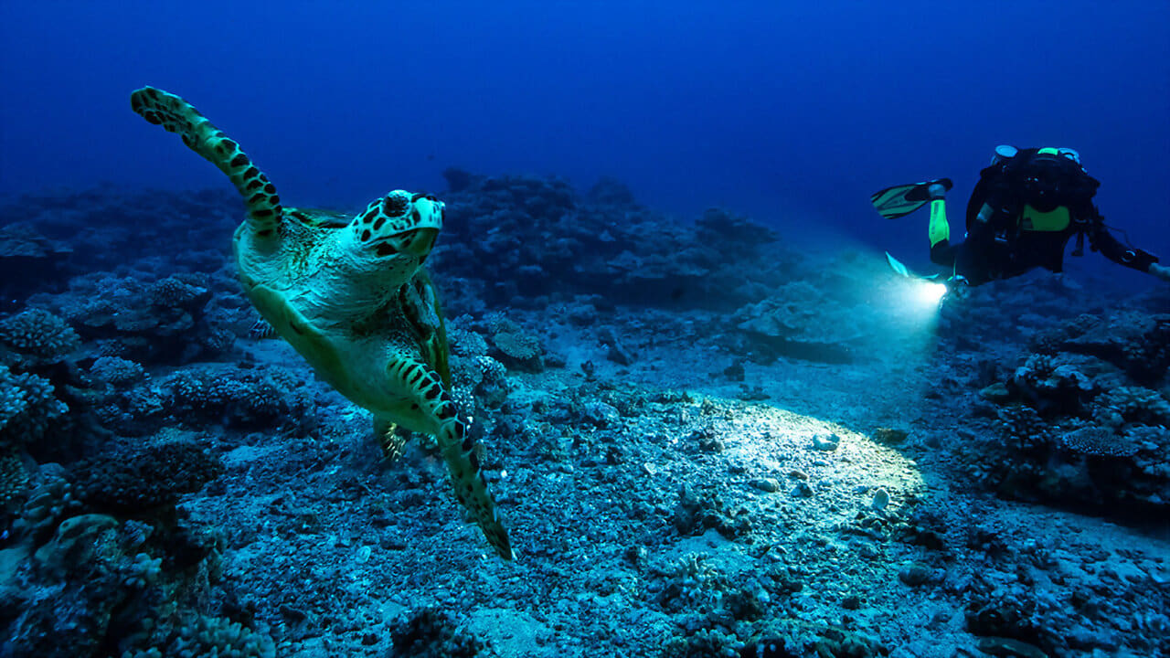 Perpetual Planet: Heroes of the Oceans|Perpetual Planet: Heroes of the Oceans