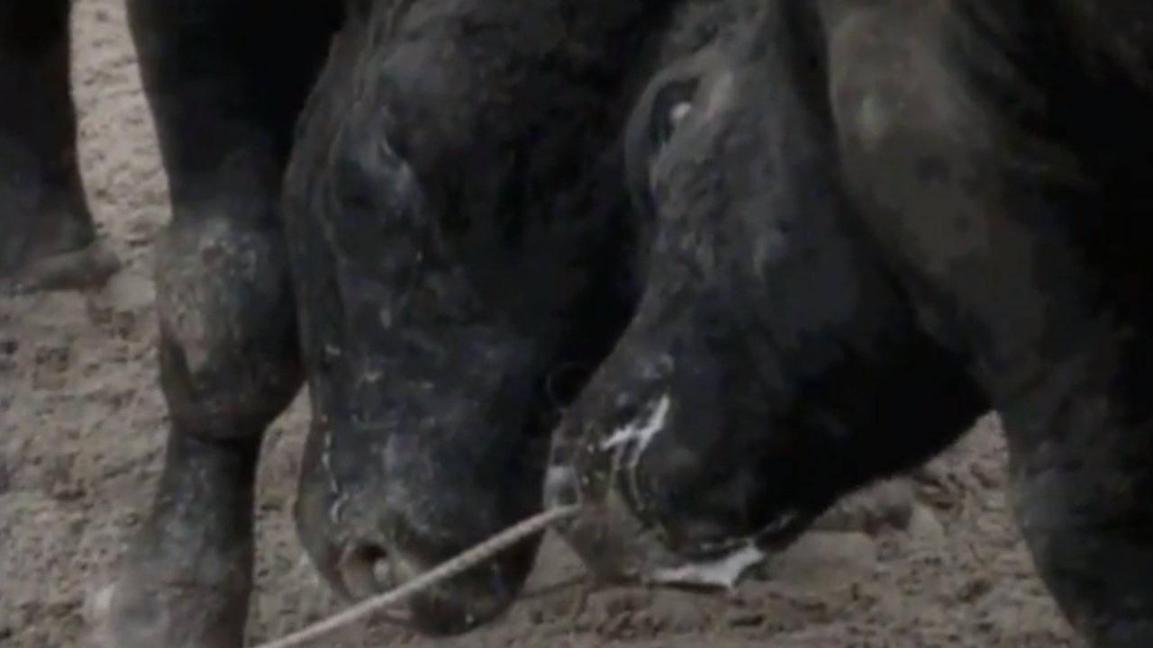 Bullfight in Okinawa|Bullfight in Okinawa