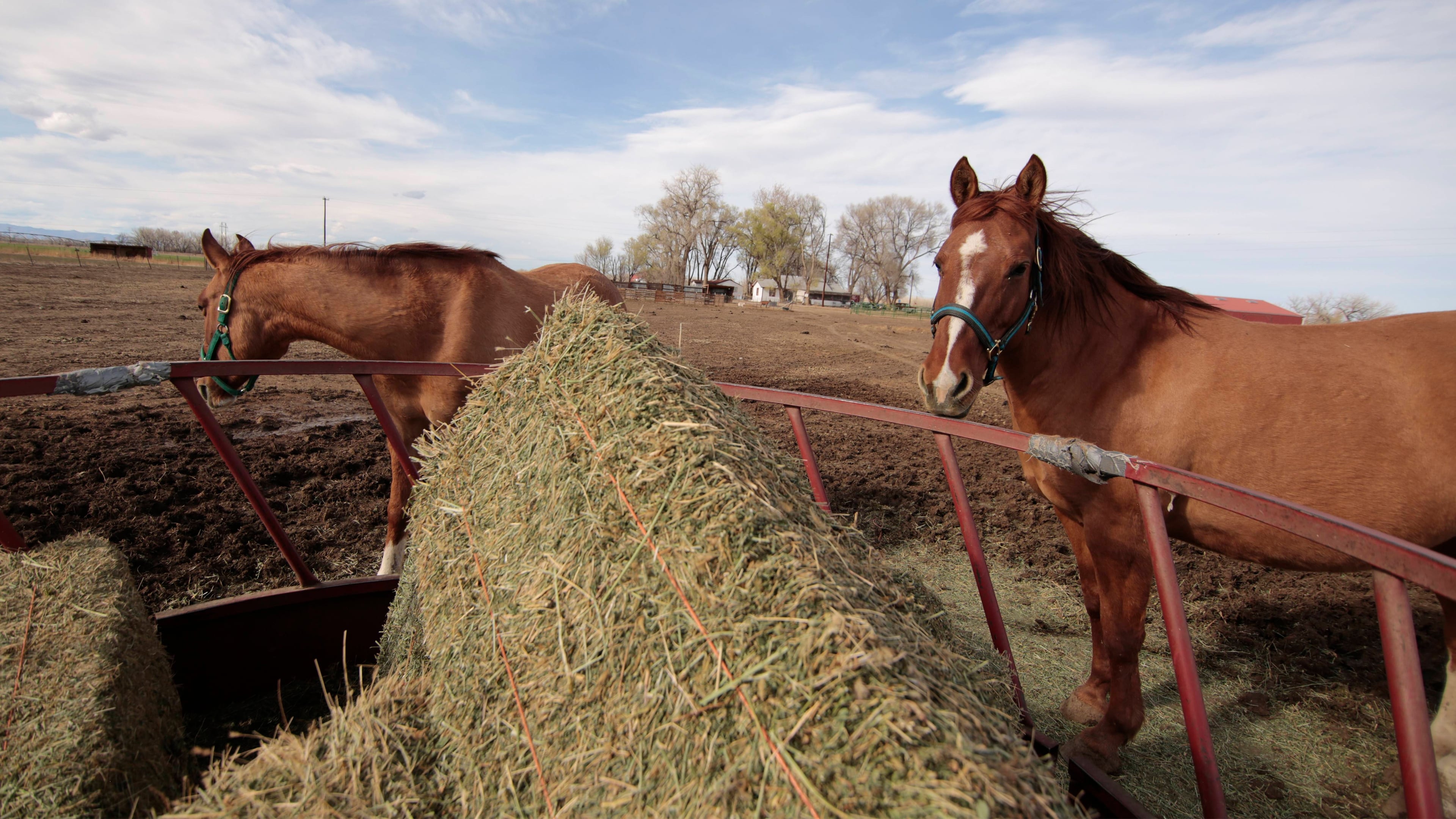 Rocky Mountain Animal Rescue|Rocky Mountain Animal Rescue