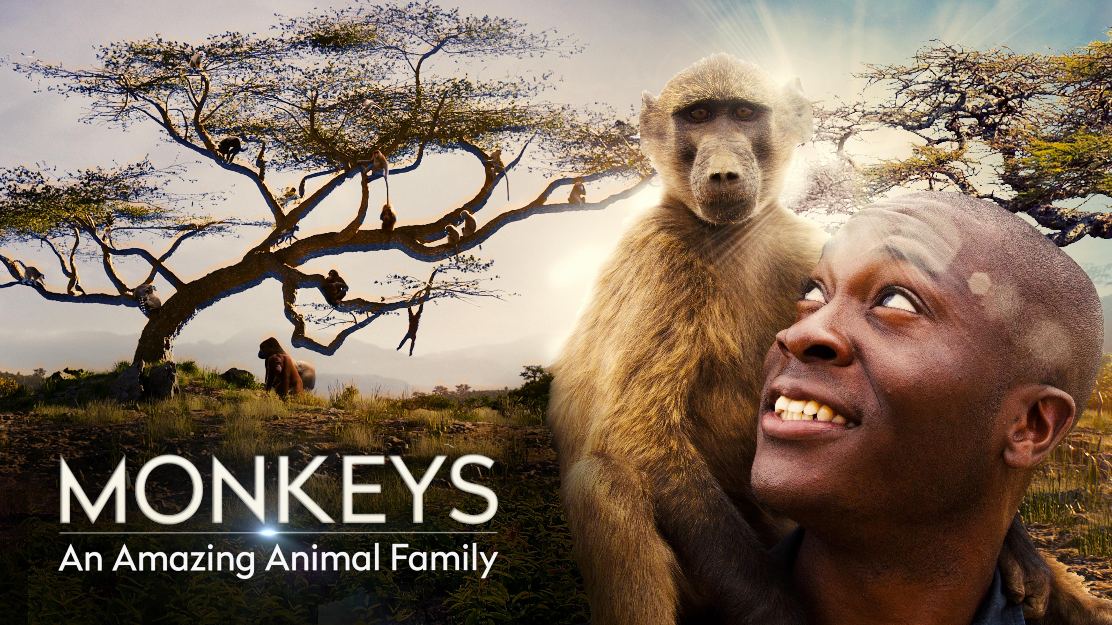 Monkeys: An Amazing Animal Family|Monkeys: An Amazing Animal Family