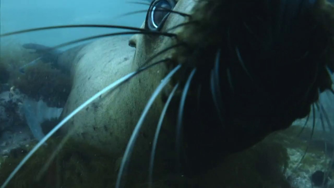 The Old Man and the Sea Lion|The Old Man and the Sea Lion
