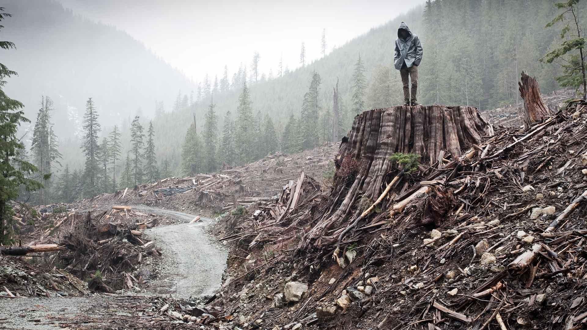 If a Tree Falls: A Story of the Earth Liberation Front|If a Tree Falls: A Story of the Earth Liberation Front