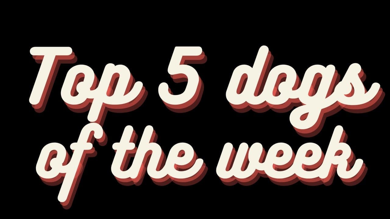 Top 5 Dogs of the weeks|Top 5 Dogs of the weeks