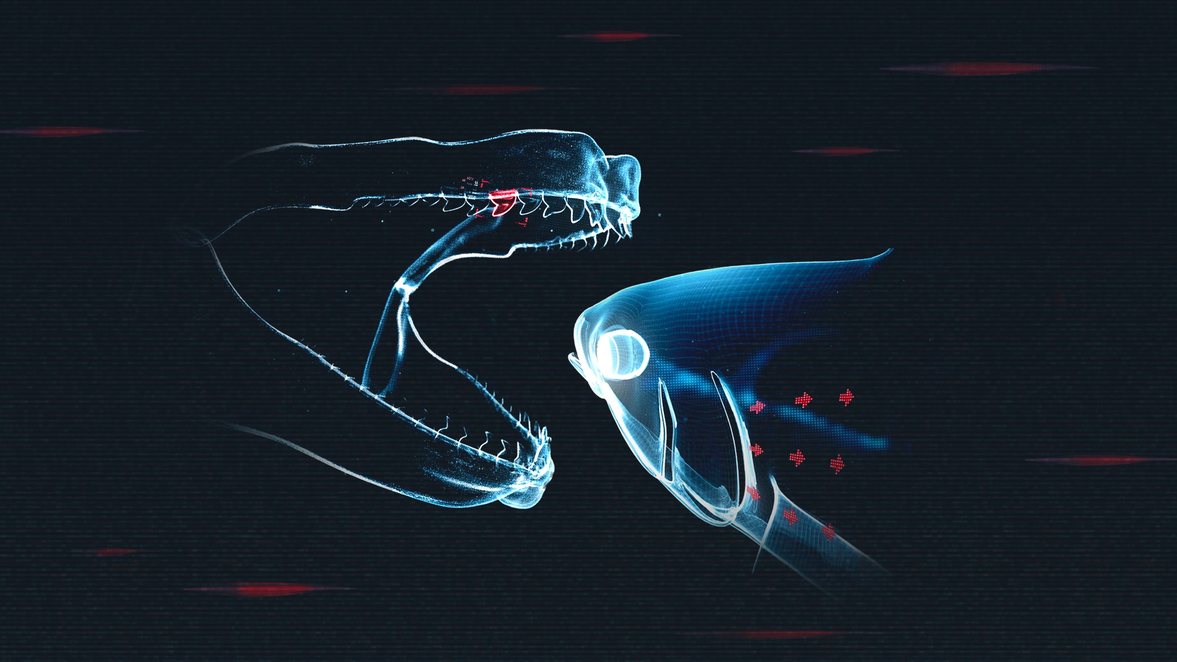 Shark vs. Tuna|Shark vs. Tuna