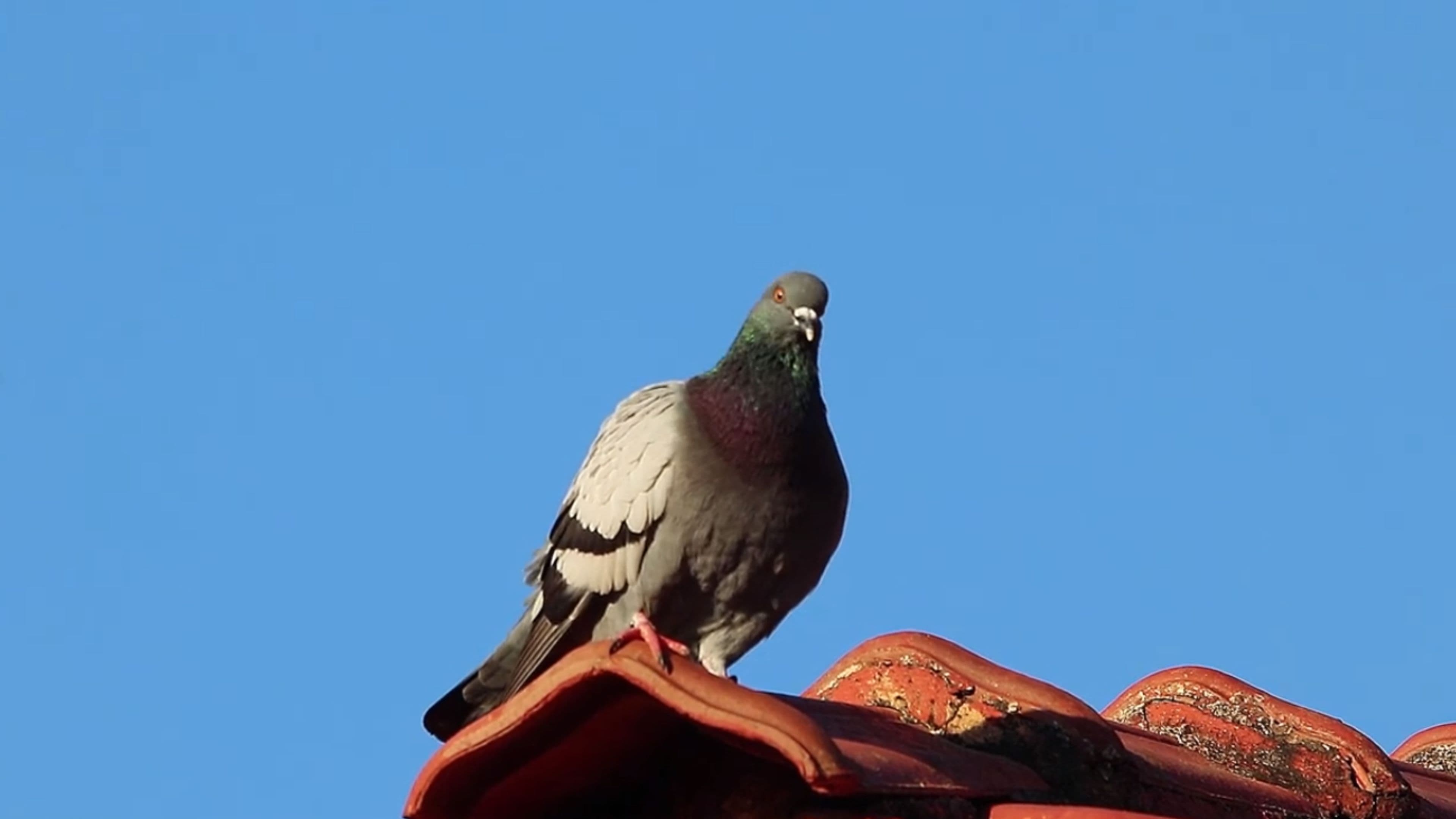 Pombo Doméstico: Herói ou Vilão?|Pombo Doméstico: Herói ou Vilão?