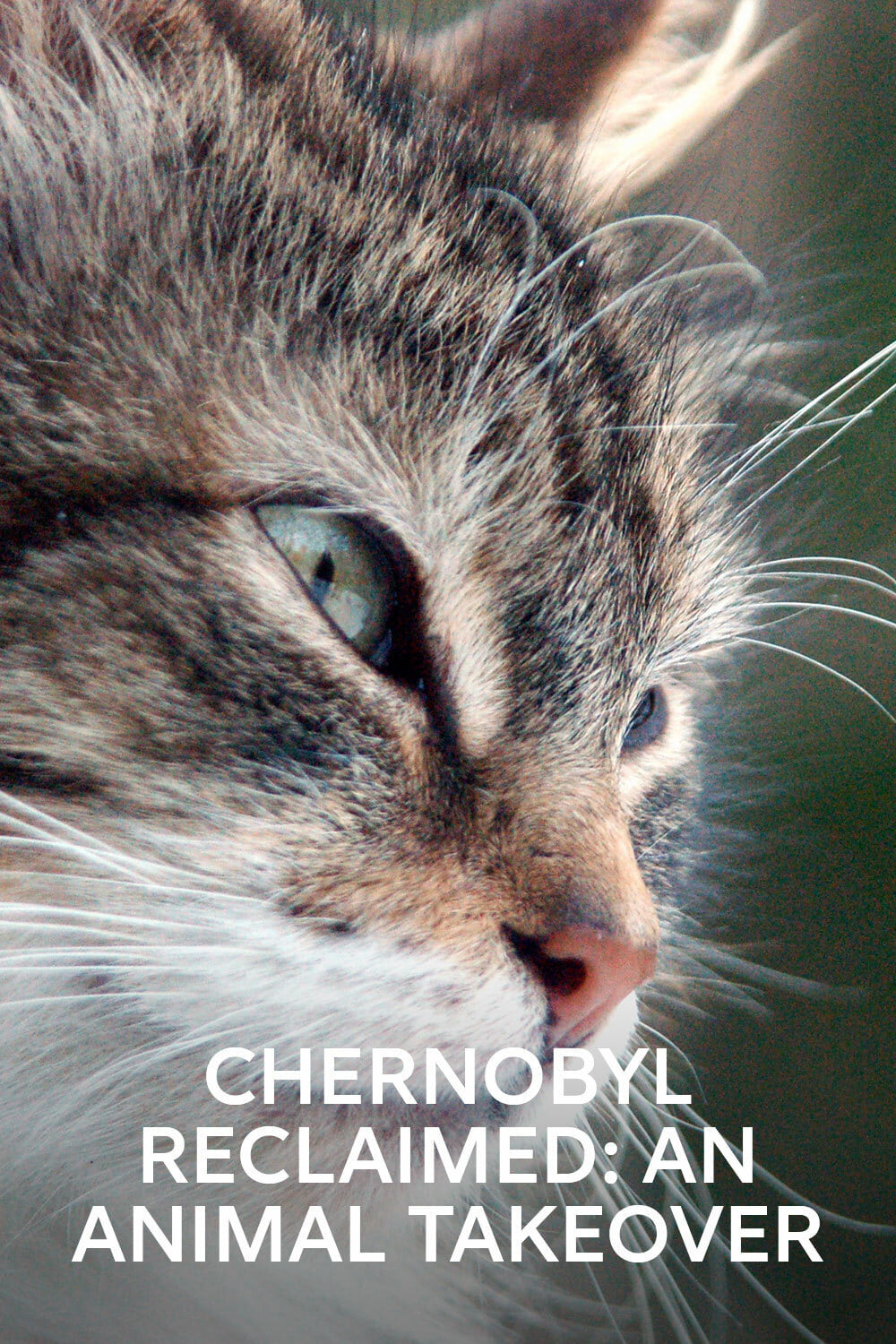 Chernobyl Reclaimed: An Animal Takeover | Chernobyl Reclaimed: An Animal Takeover