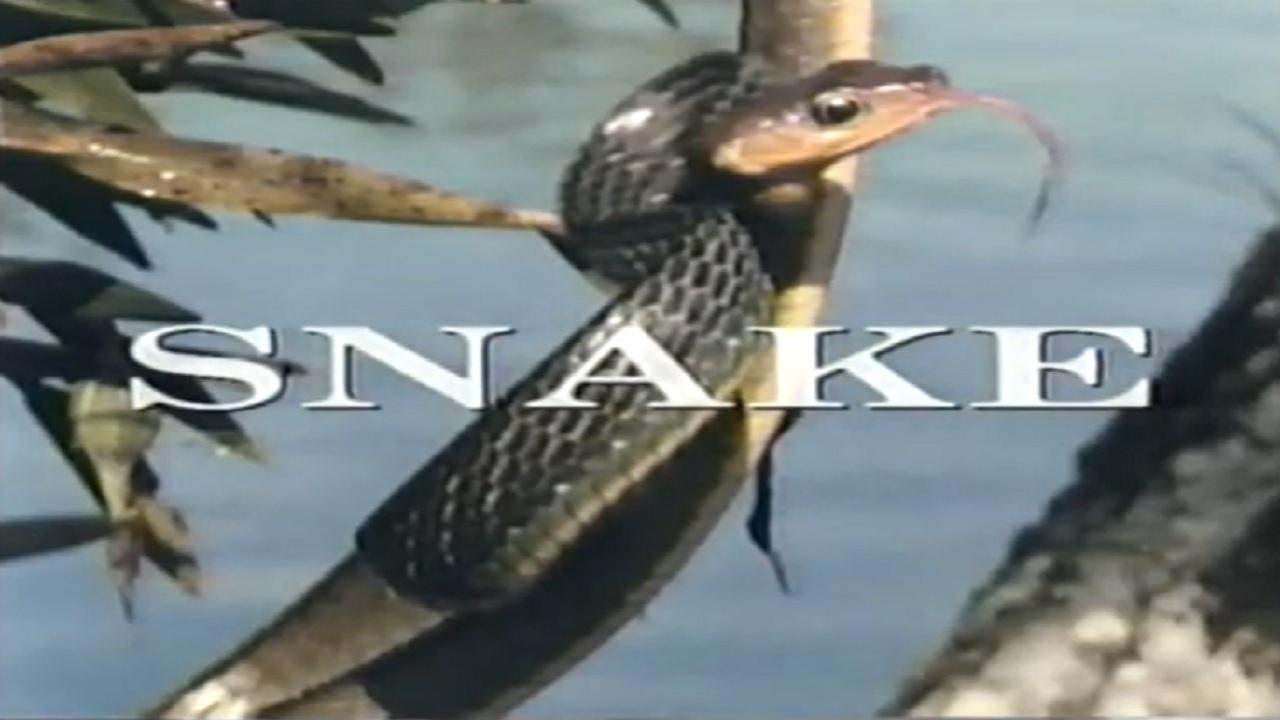 Predators of the Wild: Snake|Predators of the Wild: Snake