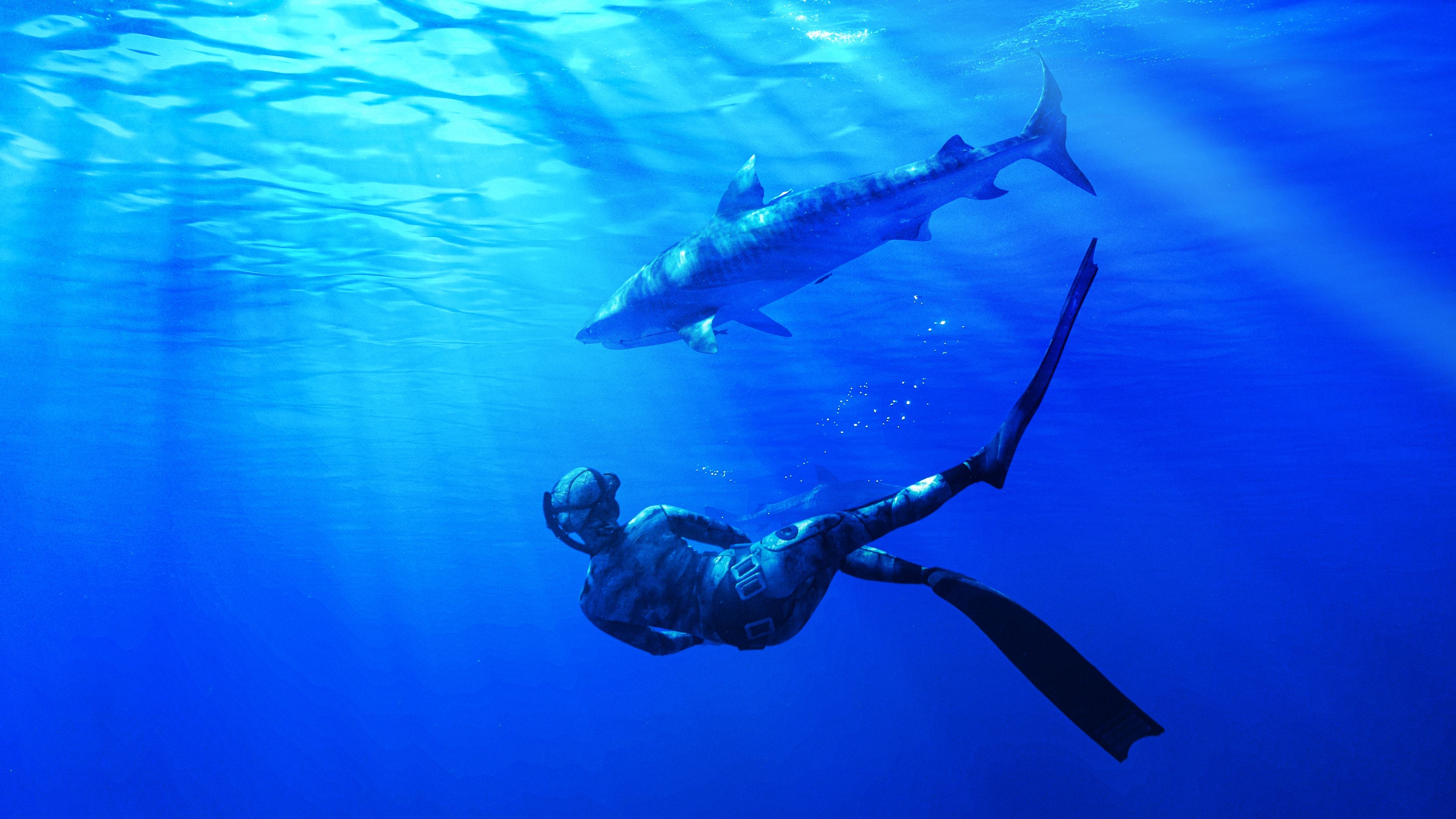 Maui Shark Mystery|Maui Shark Mystery