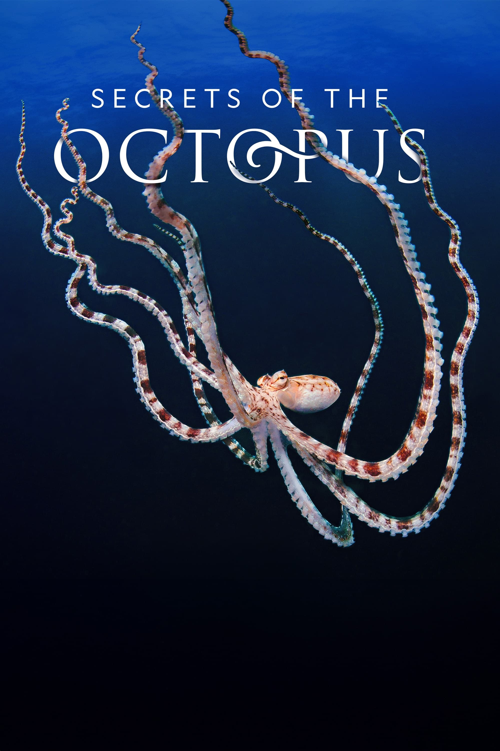 Secrets of the Octopus | Secrets of the Octopus