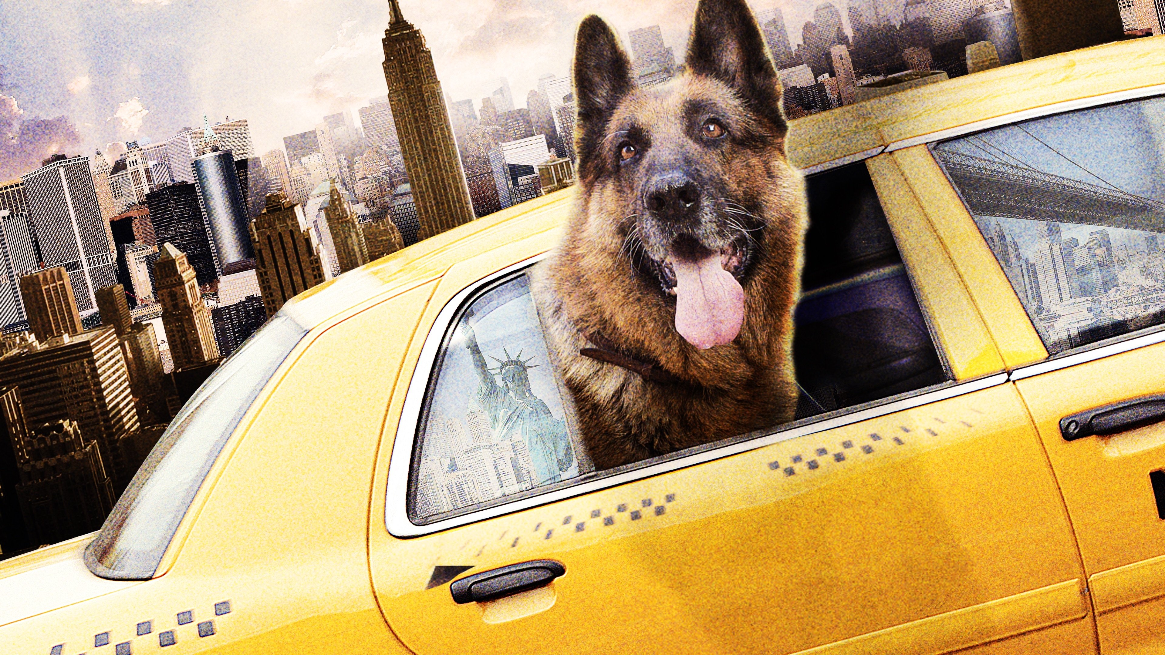 Cool Dog|Cool Dog