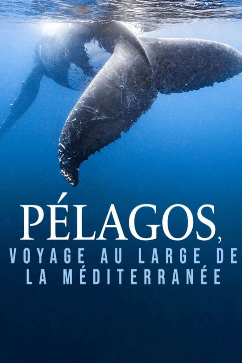 Pélagos, voyage au large de la Méditerranée | Pélagos, voyage au large de la Méditerranée