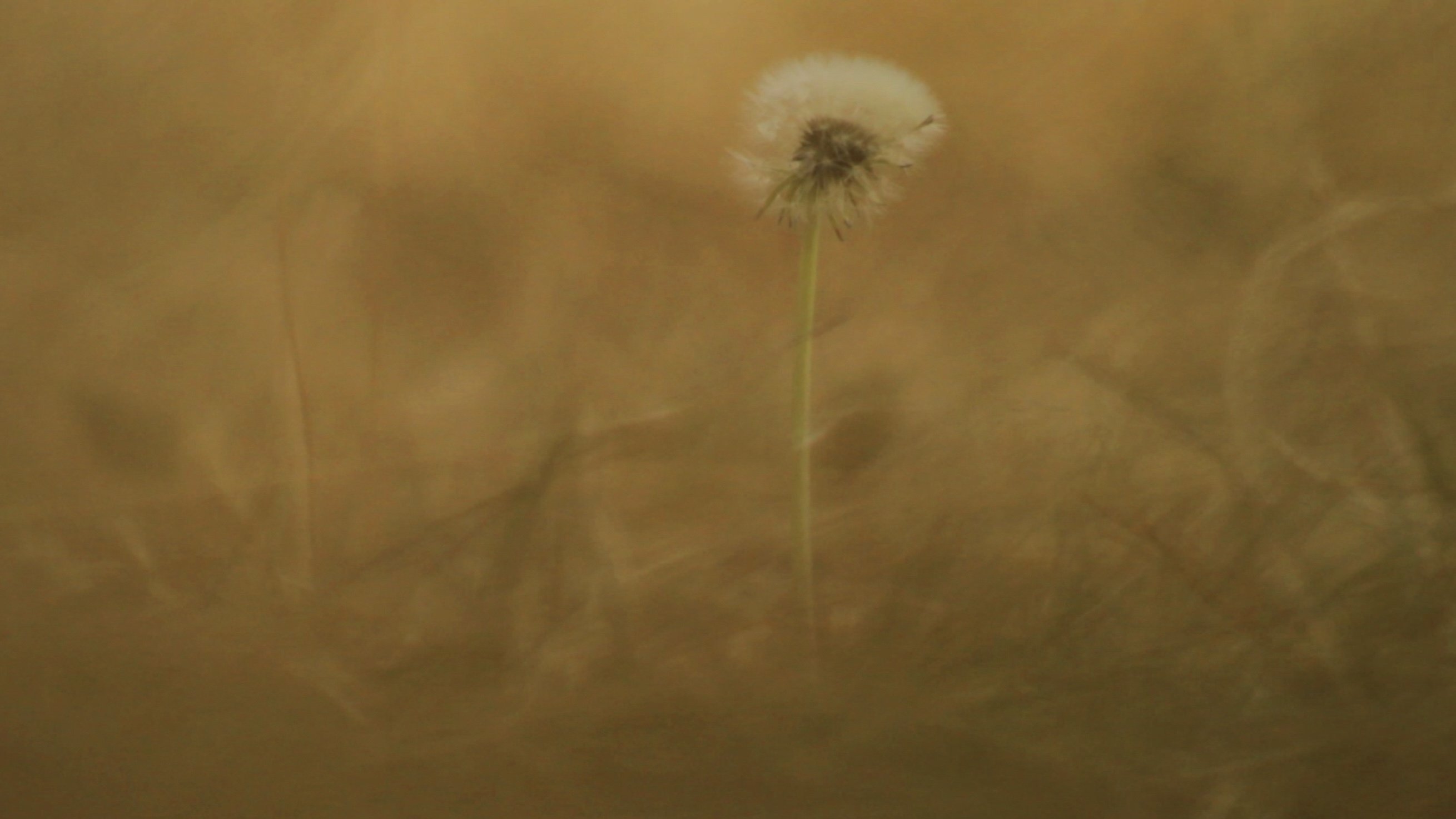Pradera|Pradera