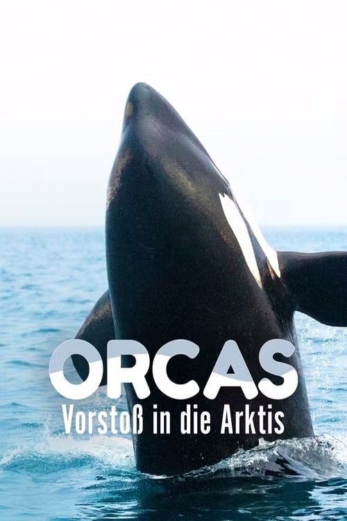 Orcas - Vorstoss in die Arktis | Orcas - Vorstoss in die Arktis