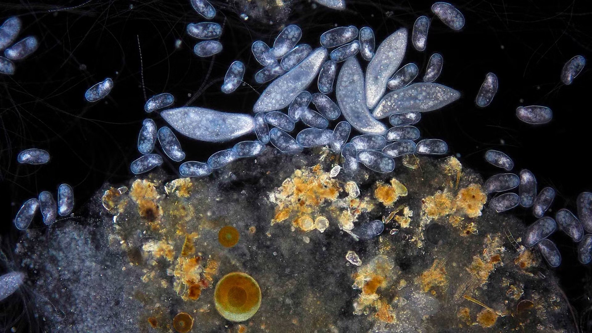 Planeta Microbio|Planeta Microbio