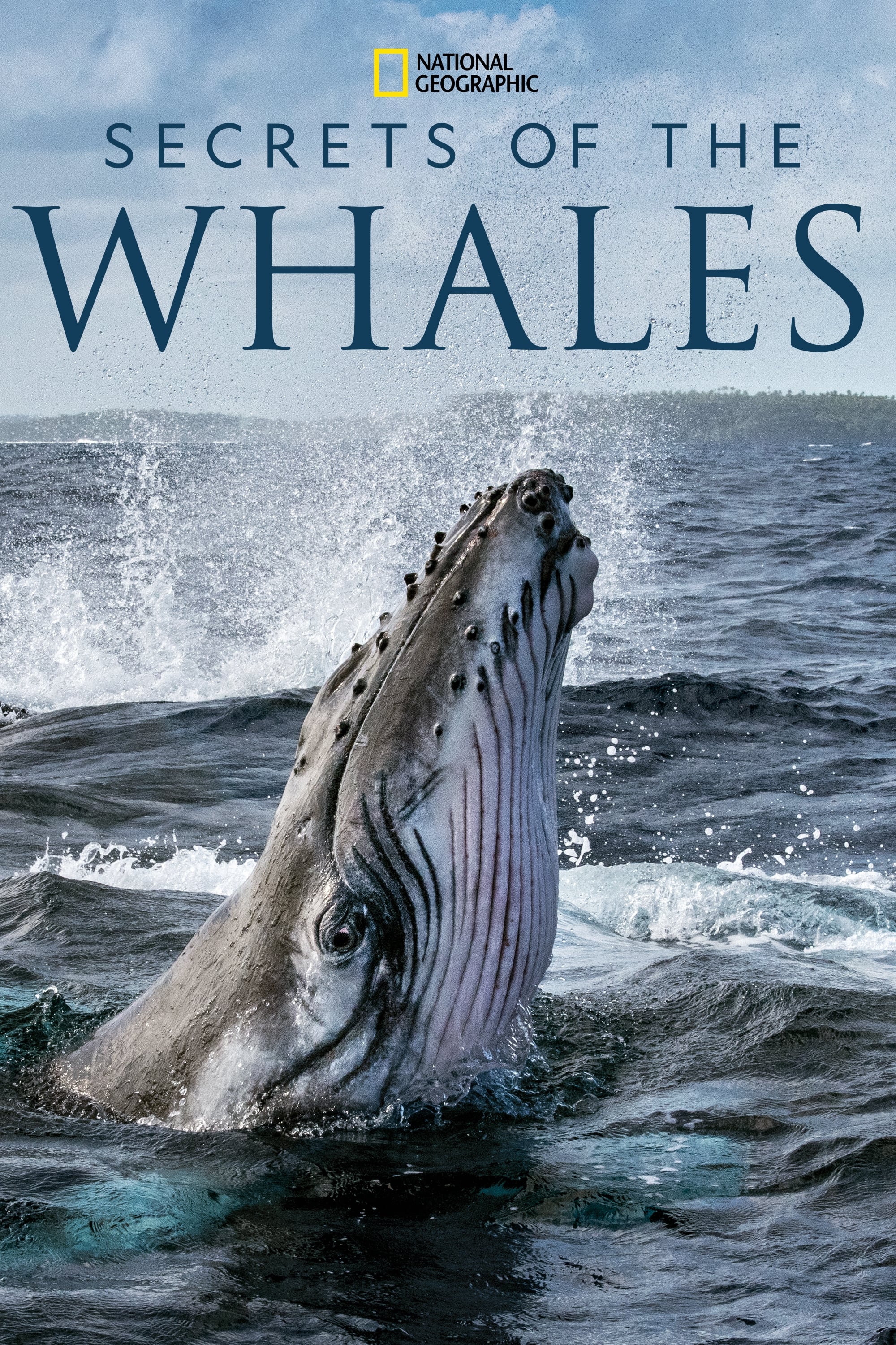 Secrets of the Whales | Secrets of the Whales