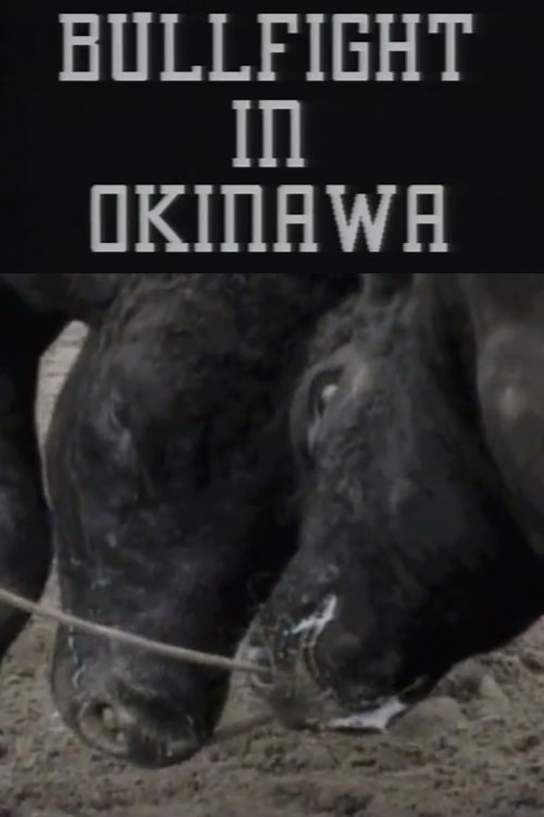 Bullfight in Okinawa