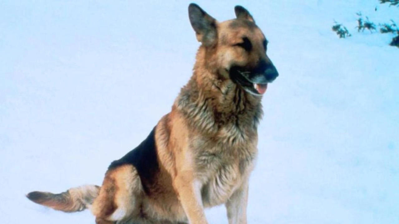 The Courage of Kavik, the Wolf Dog|The Courage of Kavik, the Wolf Dog