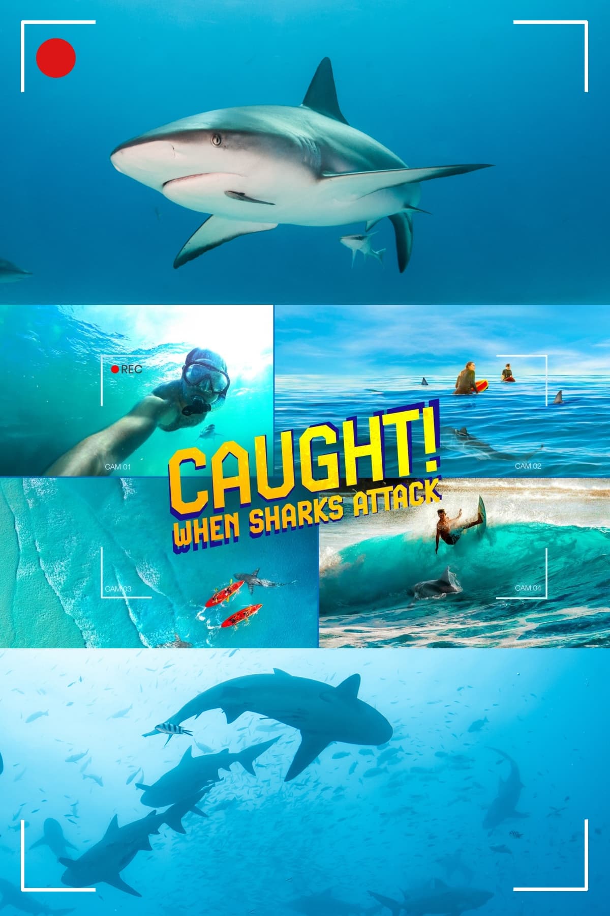 Caught! When Sharks Attack | Caught! When Sharks Attack