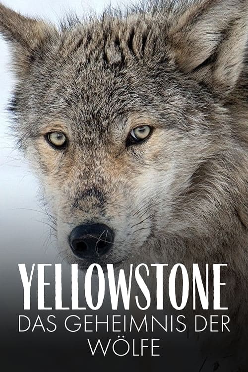 Yellowstone - Das Geheimnis der Wölfe | Yellowstone - Das Geheimnis der Wölfe