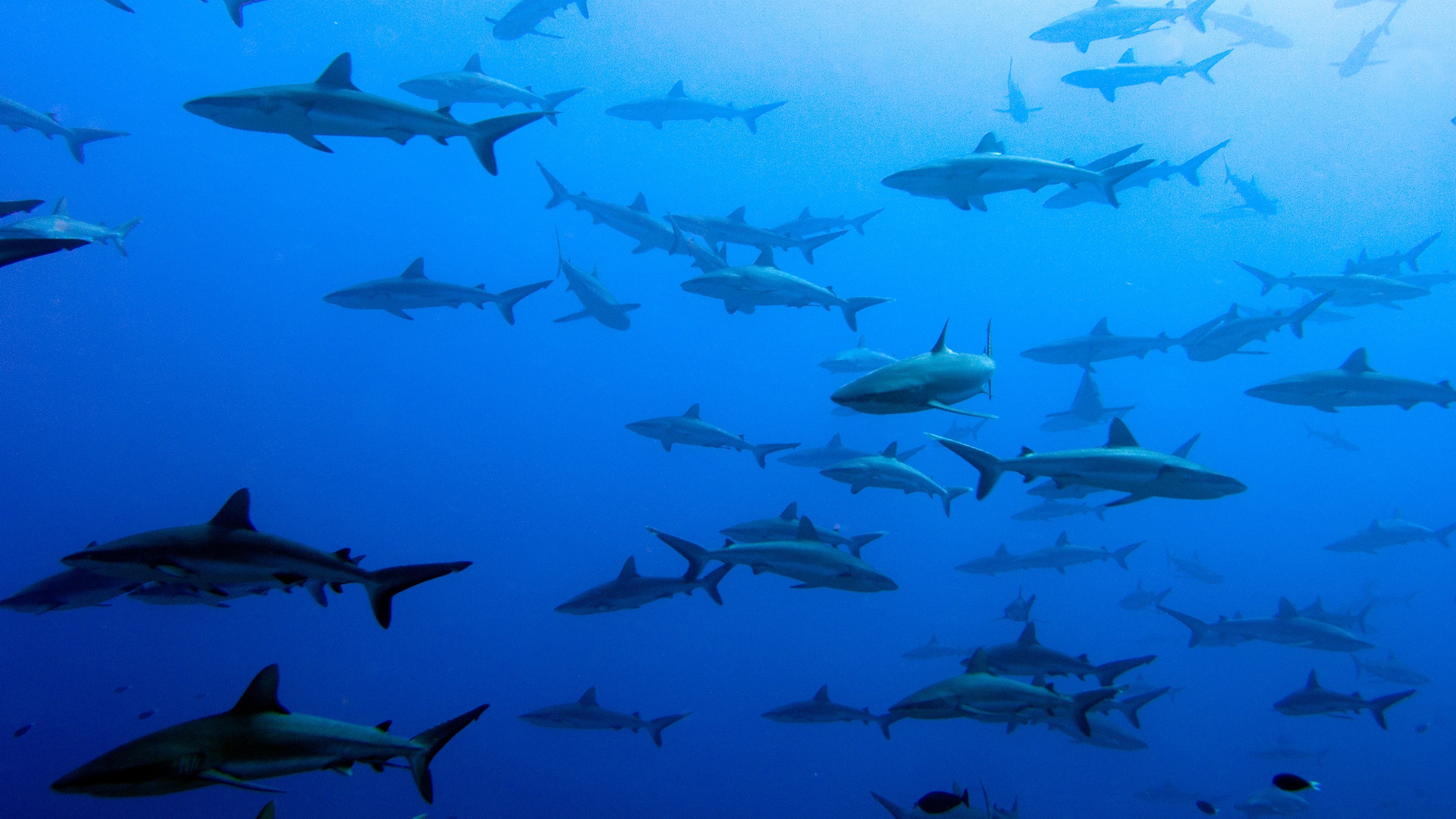 United Sharks of America|United Sharks of America