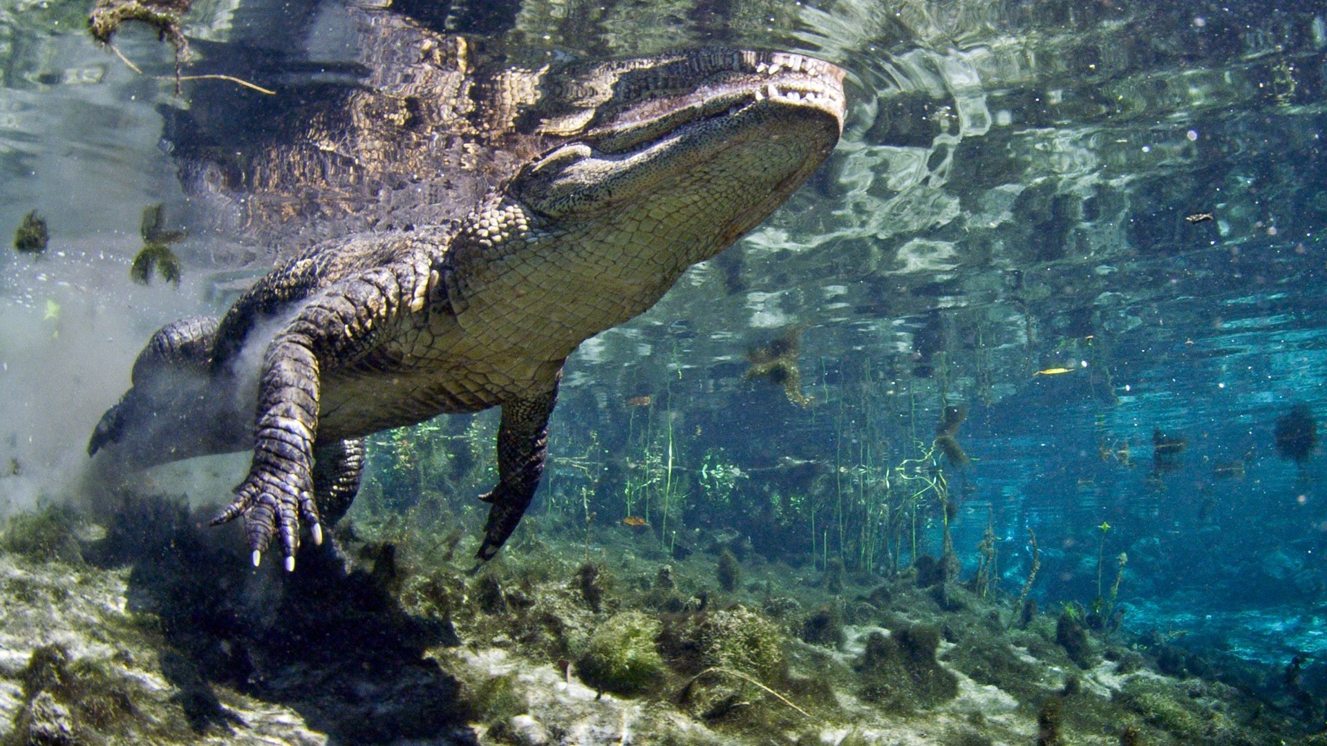 Florida Untamed|Florida Untamed