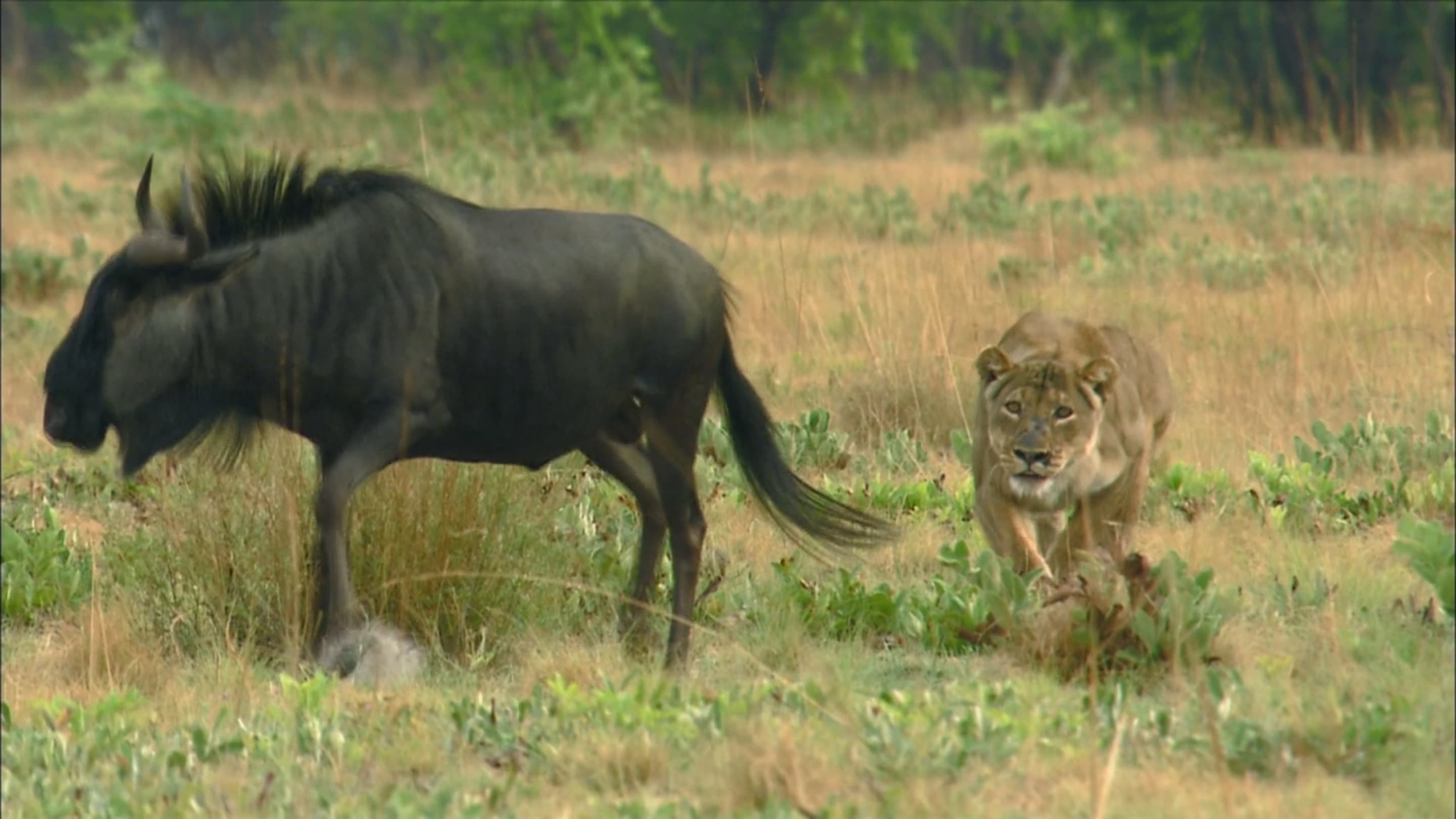 The Last Lioness|The Last Lioness