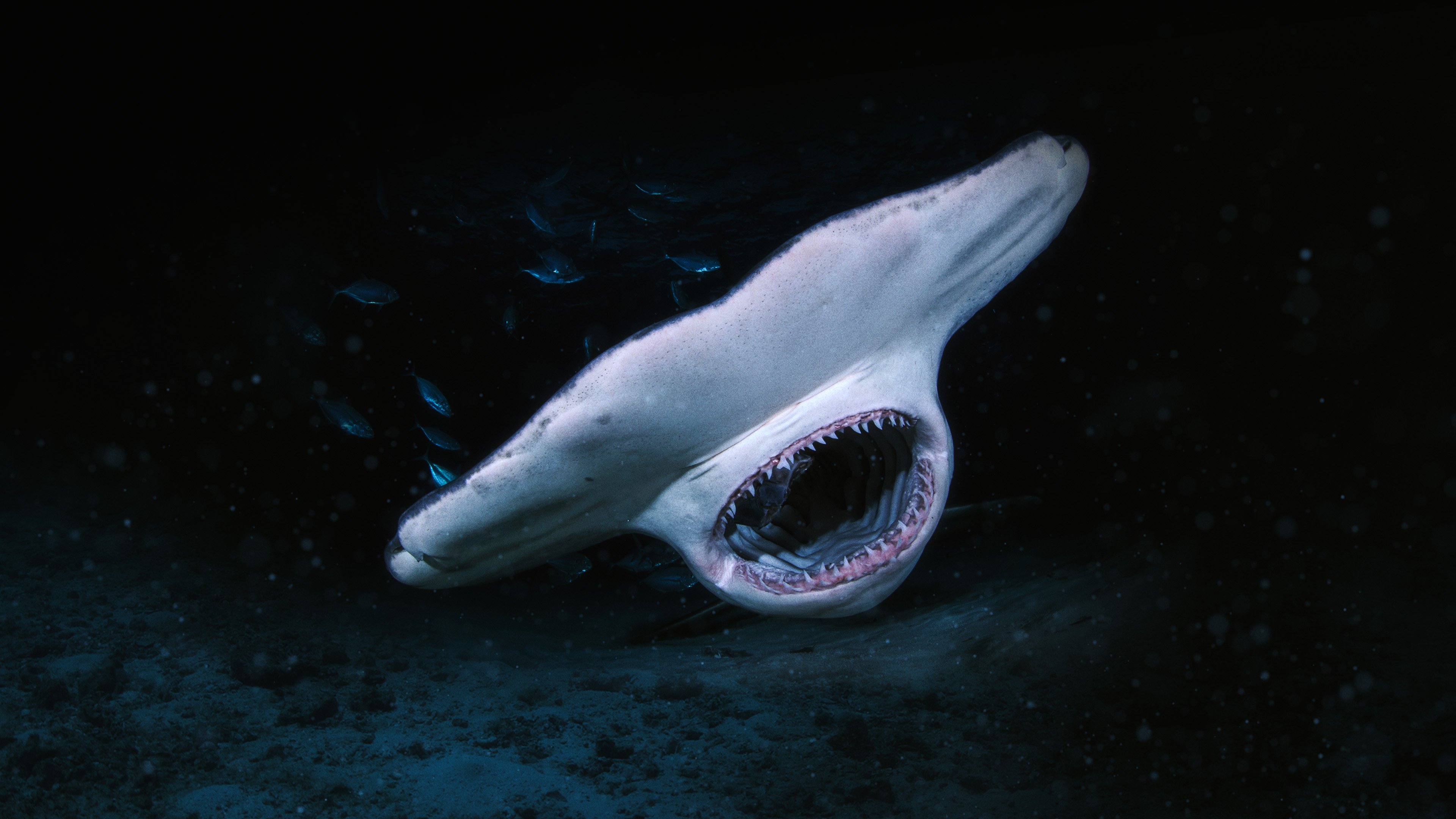 When Sharks Attack... and Why|When Sharks Attack... and Why