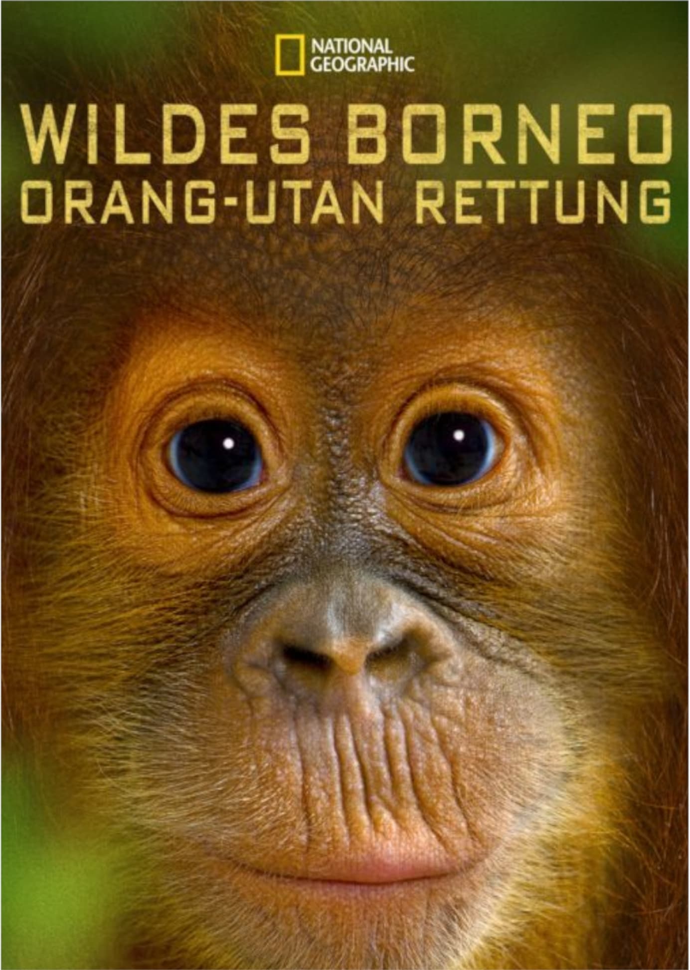 Orangutan Rescue - Back to the wild | Orangutan Rescue - Back to the wild