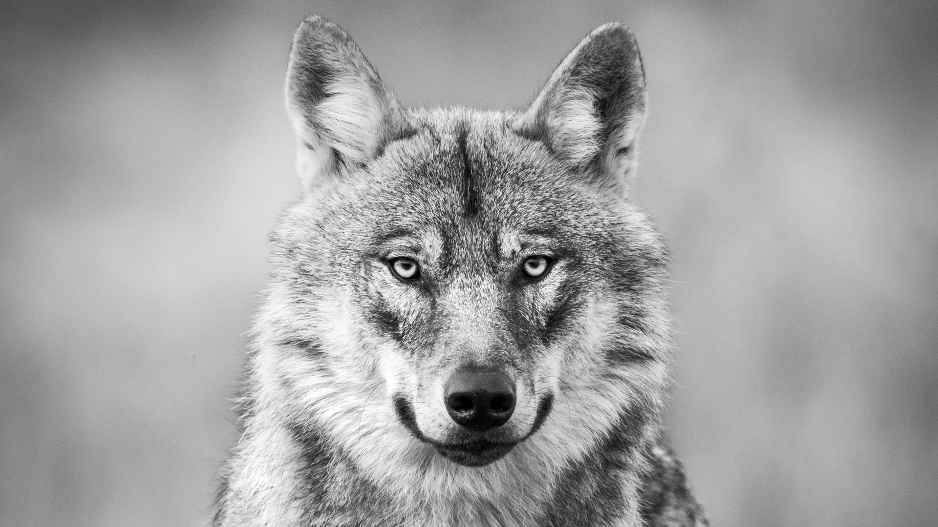 L'Affût aux loups|L'Affût aux loups