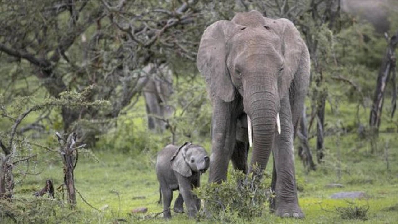 Petit éléphant|Petit éléphant