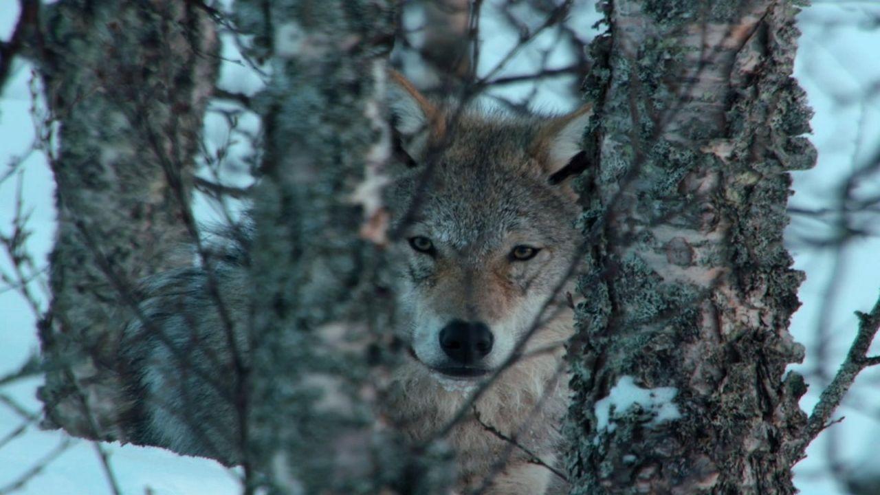 Europe's Great Wilderness|Europe's Great Wilderness