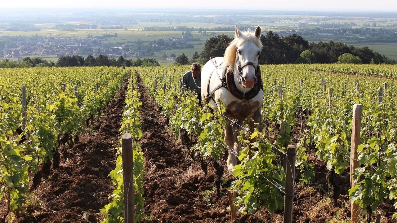 Grand Cru|Grand Cru