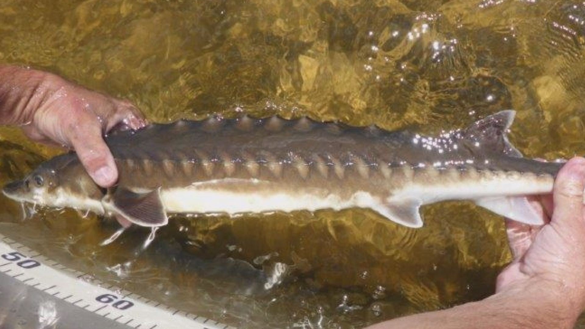 Billion Dollar Fish|Billion Dollar Fish