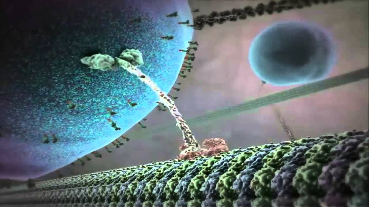 The Inner Life of the Cell|The Inner Life of the Cell