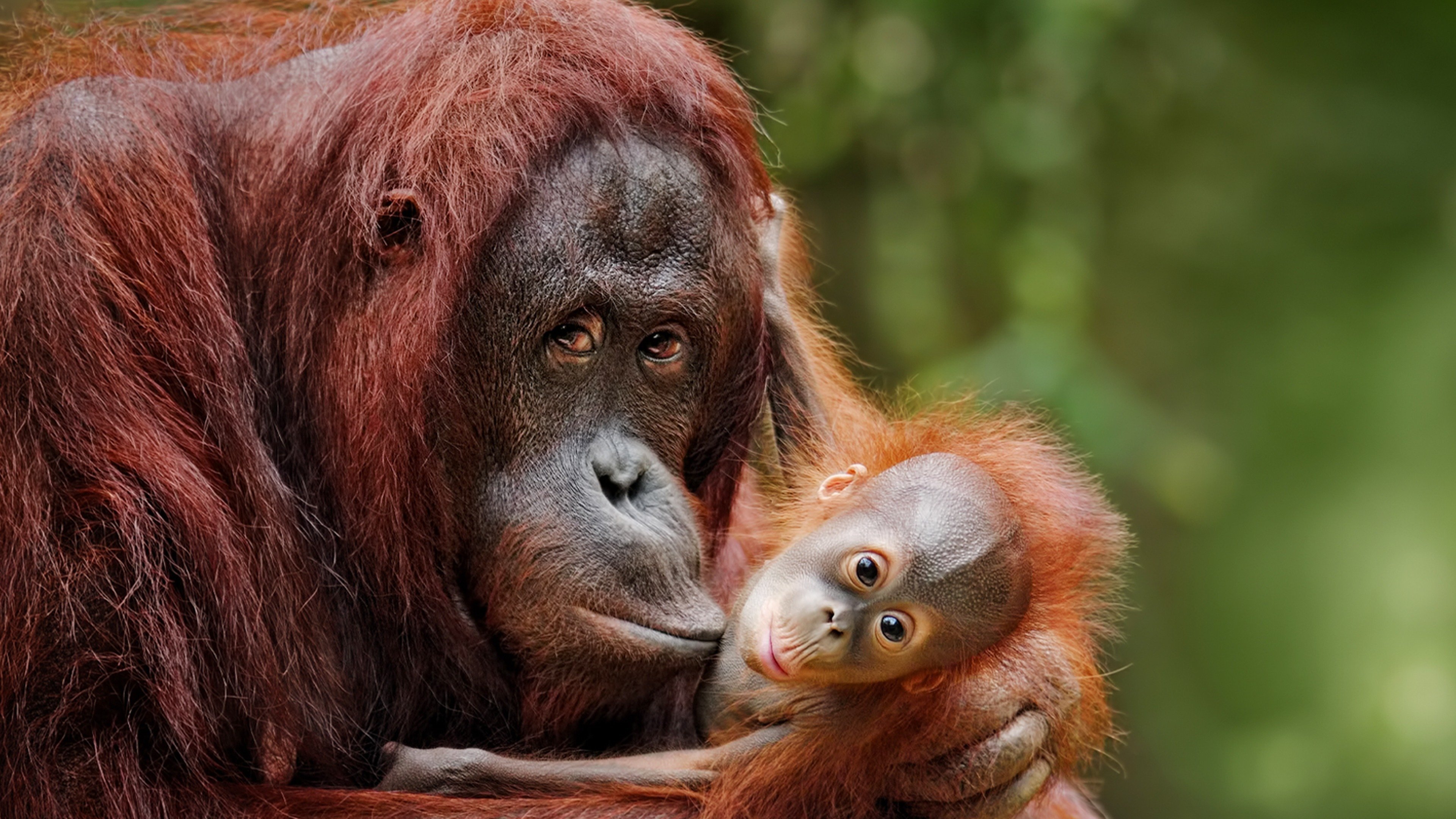 Escape from Extinction|Escape from Extinction