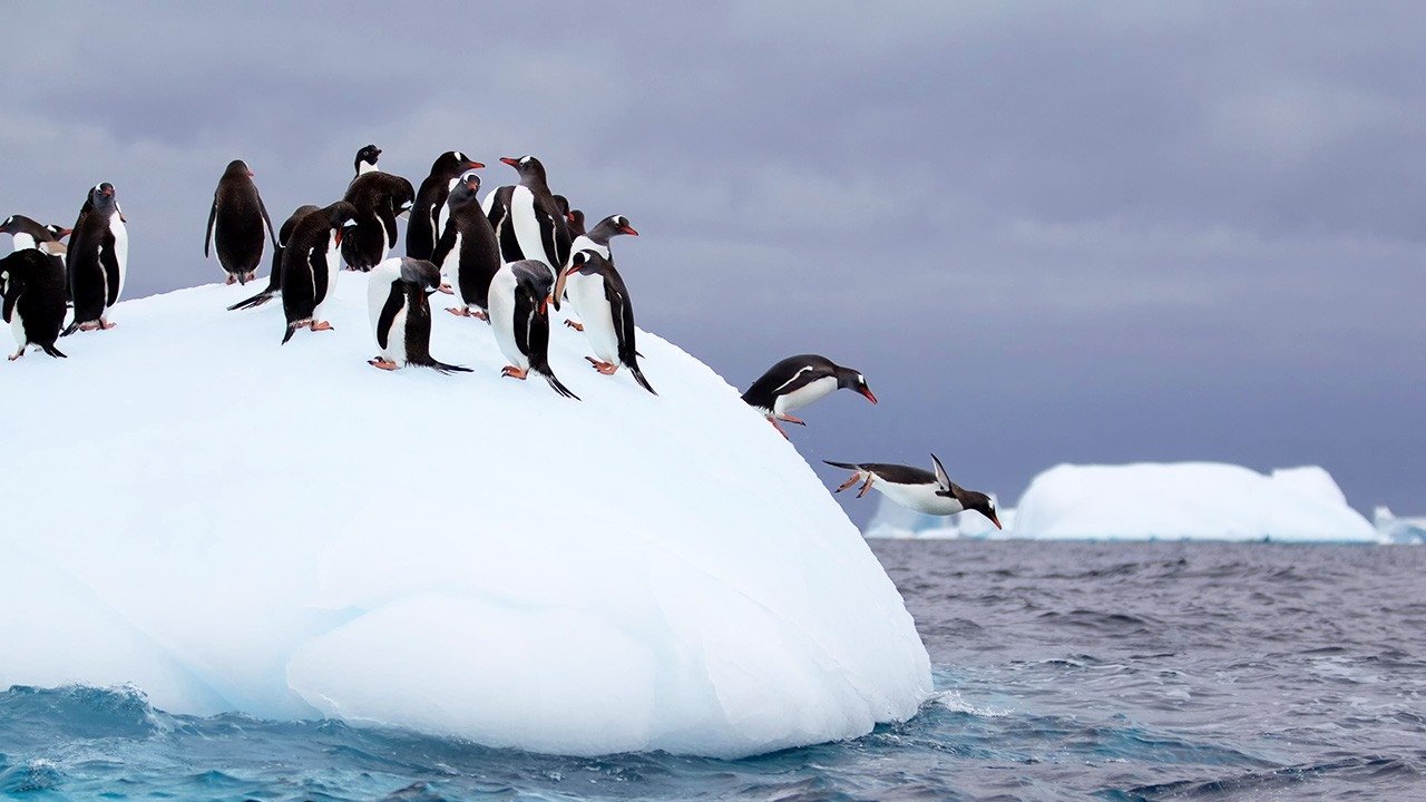 Wild Antarctica|Wild Antarctica