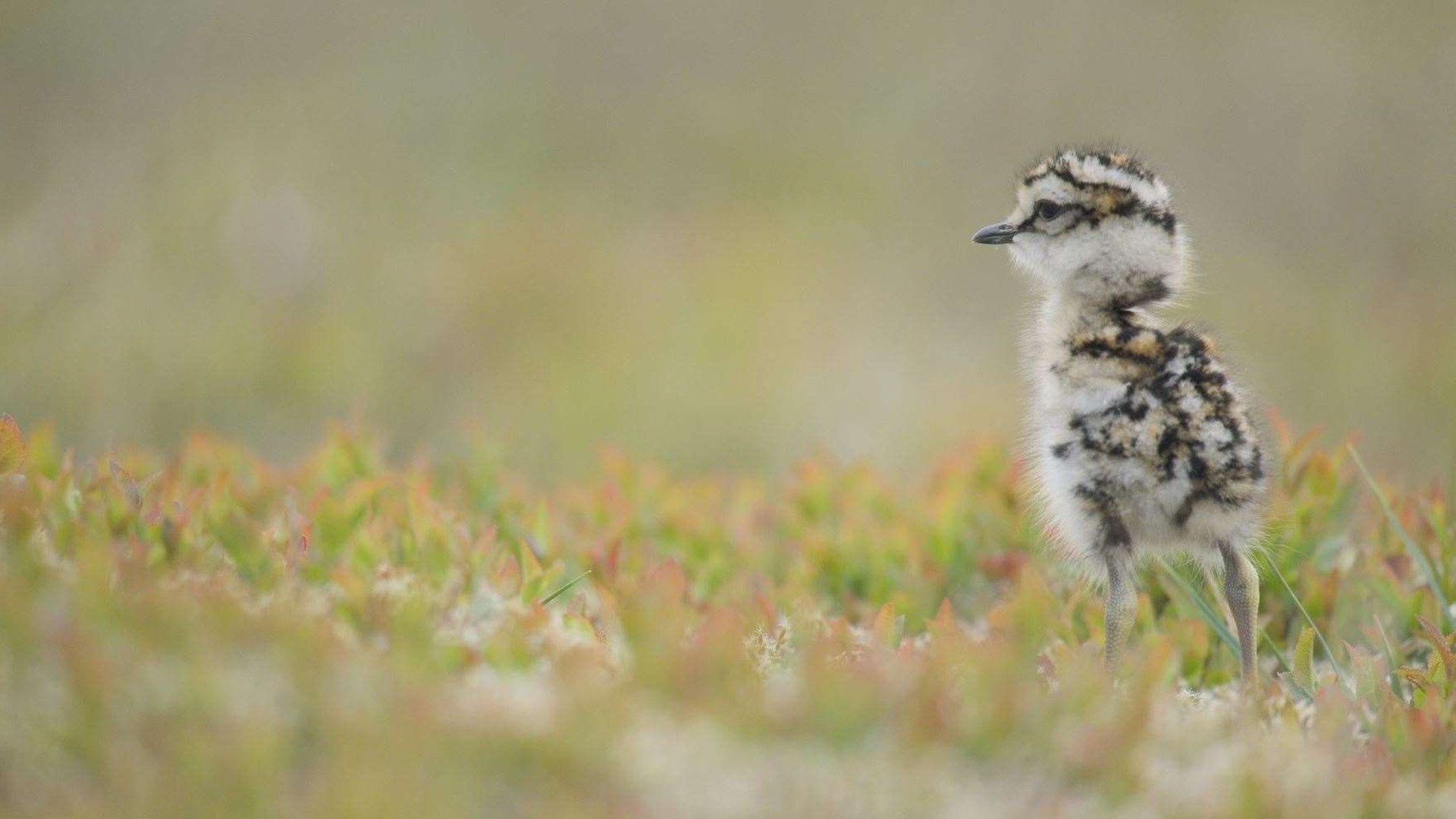 Scotland: The New Wild|Scotland: The New Wild
