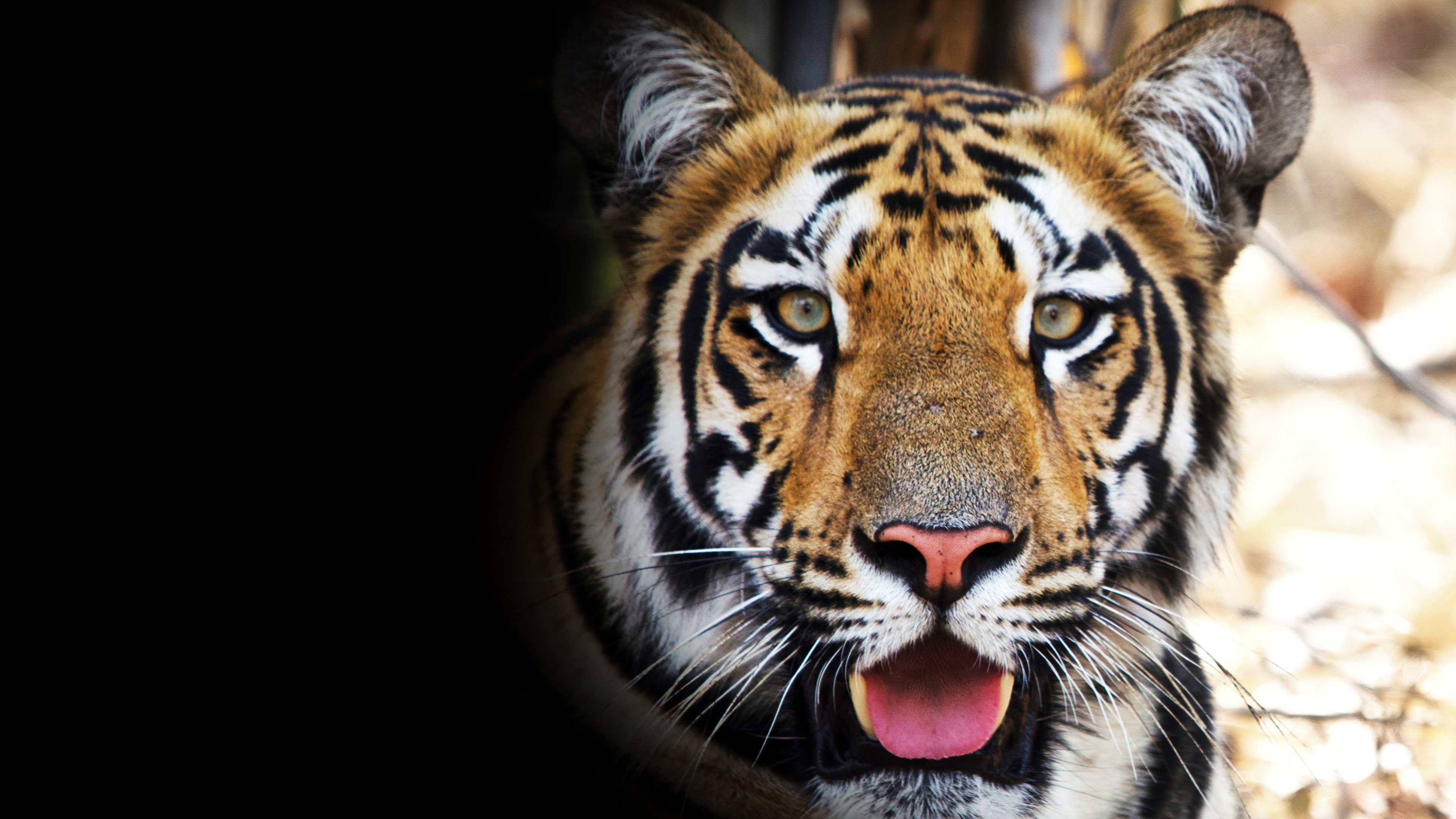 Tigress Blood|Tigress Blood