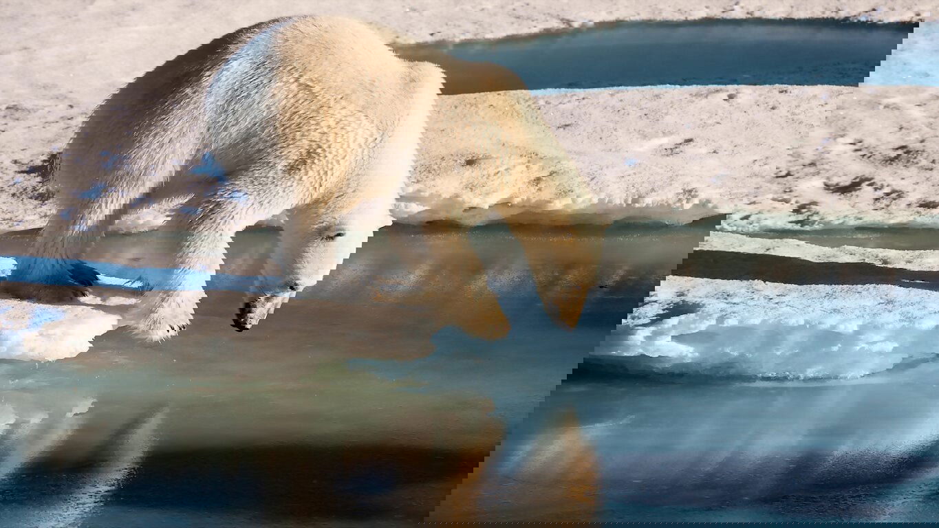 Polar Bears|Polar Bears