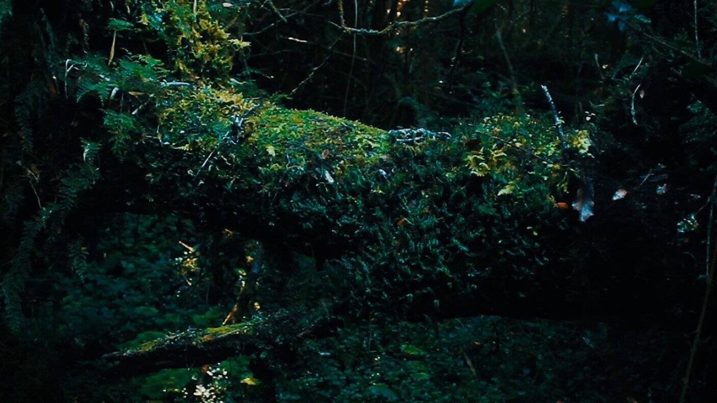 Naturaleza Viva|Naturaleza Viva
