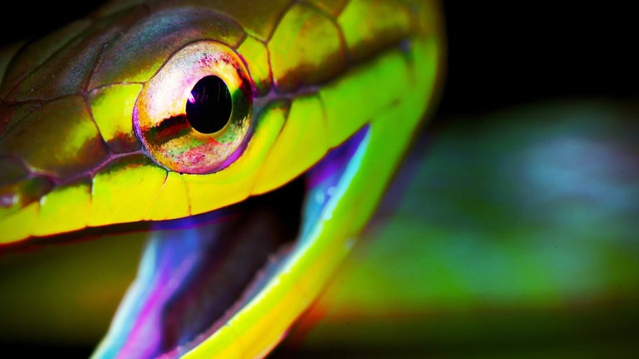 Weird, True & Freaky|Weird, True & Freaky