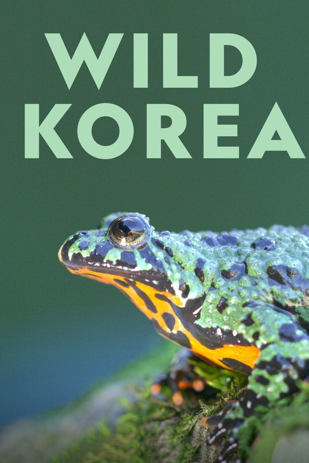 Wild Korea | Wild Korea